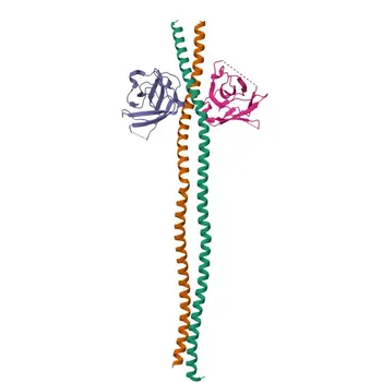 Anti-NDP52 Rabbit Monoclonal Antibody for WB, ELISA - Q13137