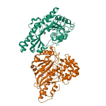Anti-Creatine kinase B type (CKB) Monoclonal Antibody for WB, IHC-P, ELISA - P12277
