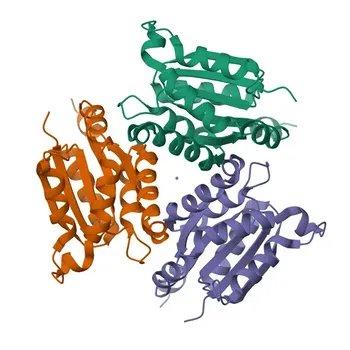Моноклональные антитела к Gephyrin для Вестерн-блоттинга (WB), ИФА (ELISA) - Q9NQX3