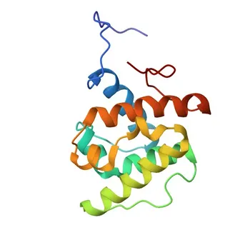 Anticorpo Monoclonal de Coelho Anti-Calponina 1 para WB, IF-P, IHC-P, ELISA - P51911
