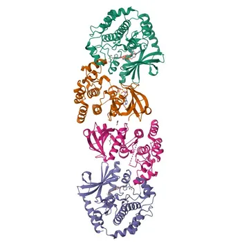 Anticorpo Monoclonal de Coelho Anti-A-RAF para WB, IHC-P, ELISA - P10398
