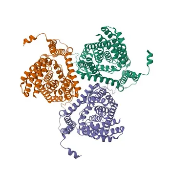Anti-EAAT1/SLC1A3 Monoclonal Antibody for WB, IF-P, IHC-P, ELISA - P43003