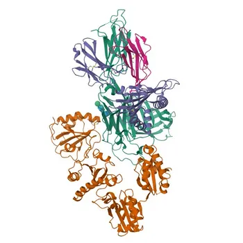 Anti-ERp57 Anticuerpo Monoclonal de Conejo para WB, IHC-P, ELISA - P30101