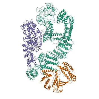 Anti-ELMO1 Rabbit Monoclonal Antibody for WB, IHC-P, ELISA - Q92556