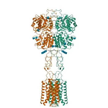 Anticorpo Monoclonale Rabbit anti-Human CaSR per Citometria a Flusso - P41180