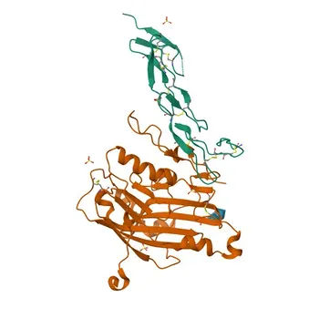 Anticorps monoclonal lapin anti-CD270/HVEM humain pour cytométrie en flux - Q92956