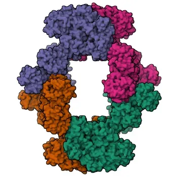 Anti-CD205/DEC-205 Rabbit Monoclonal Antibody - O60449