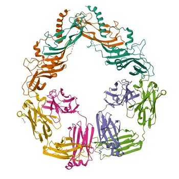 Anti-GDF-8/Myostatin Rabbit Monoclonal Antibody for WB and ELISA - O14793