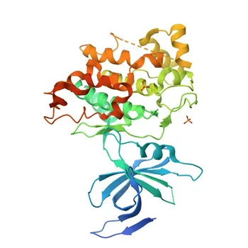 Anticorpo Monoclonal Anti-GSK3β para WB, IP, IF-P, ELISA - P49841