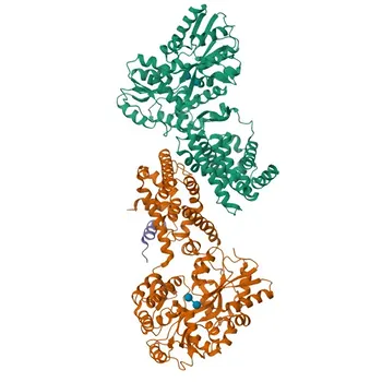 Anticorpo Monoclonal Anti-NR2E1/TLX para WB e ELISA - Q9Y466