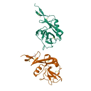 Anti-CD23 Rabbit Monoclonal Antibody for WB and ELISA - P06734