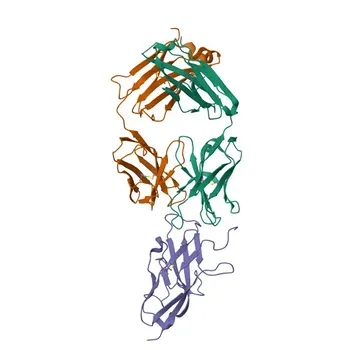 Anticorpo Monoclonal de Coelho Anti-Siglec-8 para WB, FC, ELISA - Q9NYZ4