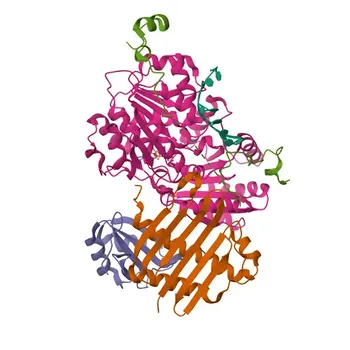 Anti-eIF4A3 Rabbit Monoclonal Antibody for WB, IF/ICC, ELISA - P38919