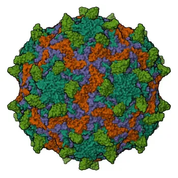 Anticorpo monoclonale coniglio anti-ICAM-1/CD54 umano per citometria a flusso - P05362