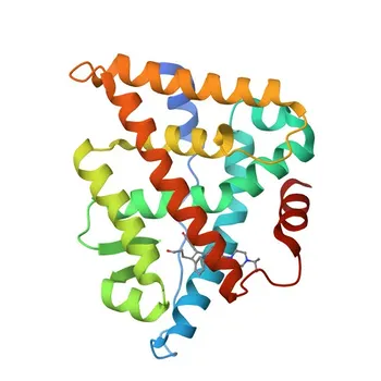 Anti-ESRRG Rabbit Monoclonal Antibody for WB, ELISA - P62508