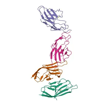 Anticorpo Monoclonale Anti-Umano CD152/CTLA-4 per FC (intra) - P16410