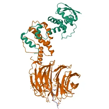 Anticorpo monoclonal de coelho DISC1 para WB, IF/ICC, ELISA - Q9NRI5
