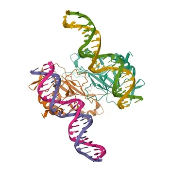 PE Rabbit anti-Mouse T-bet/Tbx21 Monoclonal Antibody for FC (intra) - Q9JKD8