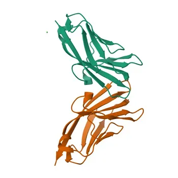 APC Anti-CD66b Monoclonal Antibody for Flow Cytometry - P31997