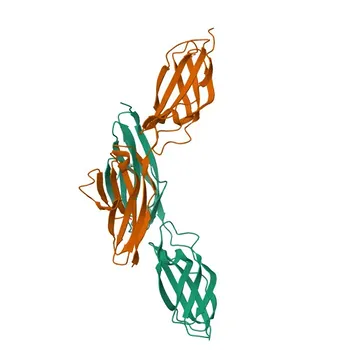 Anticorpo Monoclonal APC/Cianina7 Coelho anti-Humano CD56/NCAM1 para Citometria de Fluxo - P13591