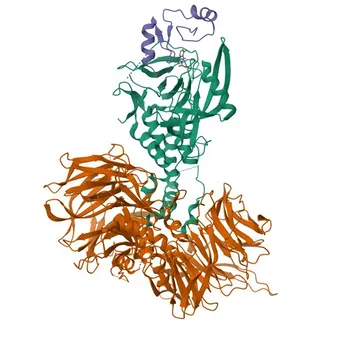 Anticorpo Monoclonal Anti-Sall4 para IHC-P e ELISA - Q9UJQ4
