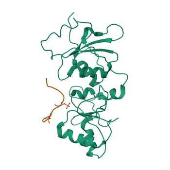 Anti-CCDC98 (ABRA1) Rabbit Monoclonal Antibody for WB, IP, ELISA - Q6UWZ7
