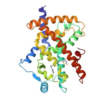 Anti-KAT13A / SRC1 Anticorpo Monoclonal de Coelho para WB, IP, ELISA - Q15788