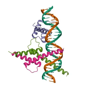 Anticorpo Monoclonal Anti-TWIST1 para WB, IF/ICC, IF-P, ELISA - Q15672