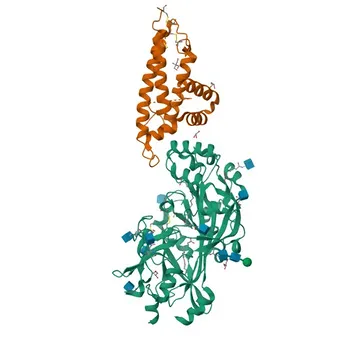 Anti-CD36/SR-B3 Rabbit Monoclonal Antibody for WB, IF-P, IHC-P, ELISA - P16671