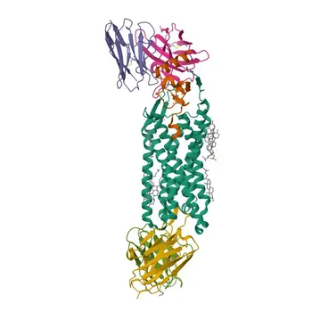 Anticorpo Monoclonal de Coelho CXCR7 para WB, ELISA - P25106