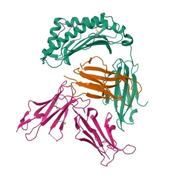 Anti-LSP1 Rabbit Monoclonal Antibody for WB, IF/ICC, IF-P, ELISA - P33241