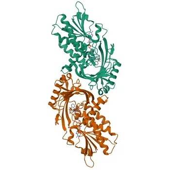 Anti-DAO Monoclonal Antibody for WB, ELISA - P14920