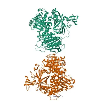 Anticorpo Monoclonal Anti-SEC24D para WB, ELISA - O94855