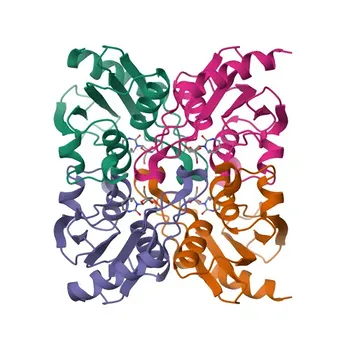 Anticorpo monoclonal Anti-CDA de coelho para IHC-P, FC (intra), ELISA - P32320