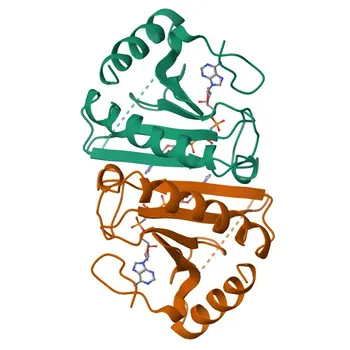 Anti-FHIT Monoclonal Antibody for WB, ELISA - P49789