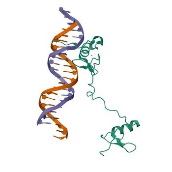 Anticorpo Monoclonal de Coelho Anti-GATA3 para WB, IF, FC - P23771