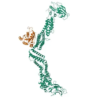 KD Validated Anti-RAB27A Rabbit Monoclonal Antibody for WB, IF, IHC, ELISA - P51159