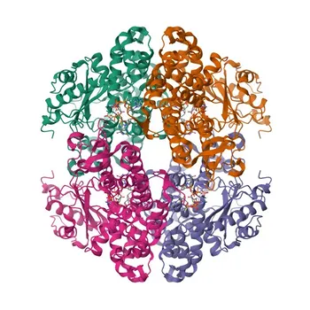 Anticuerpo monoclonal anti-SAMHD1 para WB, IHC-P, ELISA - Q9Y3Z3