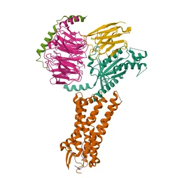Anticorpo Monoclonal de Coelho Anti-Receptor de Neurocinina 1 (NK1R) para WB, ELISA - P25103
