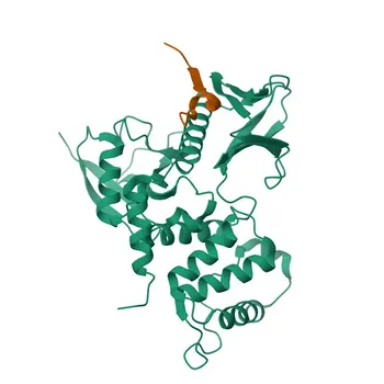 PolymAb® de Coelho Anti-ICAM2/CD102 para WB, IHC-P, ELISA - P35330