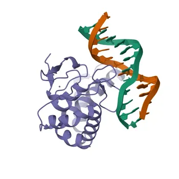 Anticuerpo monoclonal de conejo anti-NFIB/NF1B2 para WB y ELISA - O00712