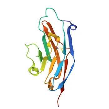 PE Rabbit anti-Human Siglec-7/CD328 Monoclonal Antibody for FC - Q9Y286