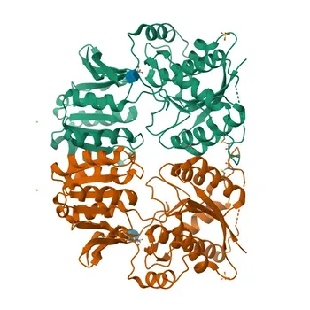 Anti-GluR2/GRIA2 Kaninchen monoklonaler Antikörper für WB, IHC-P, ELISA - P42262
