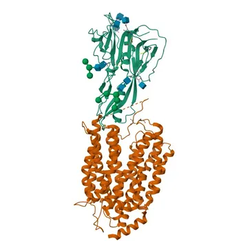 Anti-MFSD2A/NLS1 Rabbit Monoclonal Antibody for WB, ELISA - Q8NA29