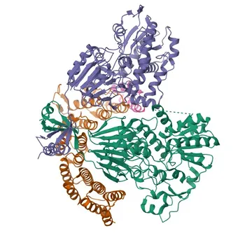 Anticorpo monoclonale Anti-INTS11 per WB, ELISA - Q5TA45