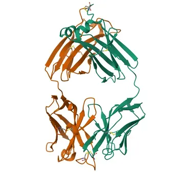 Anticorpo Monoclonal de Coelho Anti-Cadeia Leve Lambda Humana para WB, IF-P, IHC-P, ELISA - P0CG04