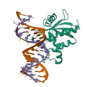 Anticuerpo Monoclonal Anti-RNASEH1 para WB, ELISA - O60930