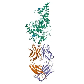 Anticorpo Monoclonal de Coelho Anti-SPAM1 para WB, IHC-P, ELISA - P38567