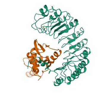 Anticorpo monoclonal de coelho anti-BACH1 para WB, ELISA, CHIP - O14867