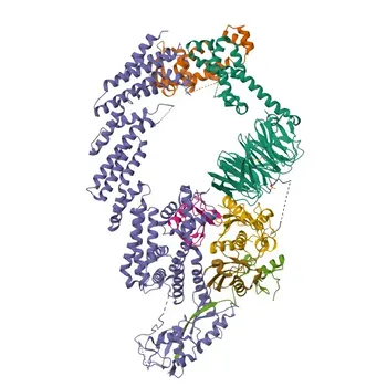 Anti-β-TrCP/BTRC Rabbit mAb for WB, IHC-P, ELISA - Q9Y297